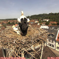 11_40-nest.jpg