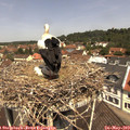 11_45-nest.jpg