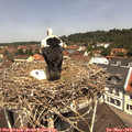 11_50-nest.jpg