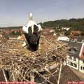 11_55-nest.jpg