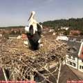 12_00-nest.jpg