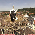 12_05-nest.jpg