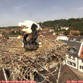 12_10-nest.jpg