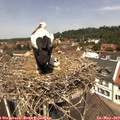 12_20-nest.jpg
