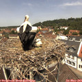 12_25-nest.jpg