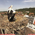 12_30-nest.jpg