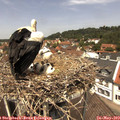 12_35-nest.jpg