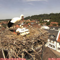 12_40-nest.jpg