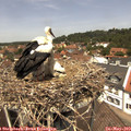 12_45-nest.jpg
