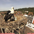 12_50-nest.jpg