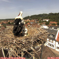 12_55-nest.jpg