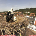 13_00-nest.jpg