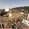 13_05-nest.jpg
