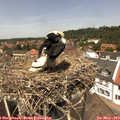 13_10-nest.jpg