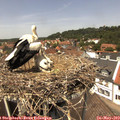 13_15-nest.jpg
