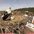 13_20-nest.jpg