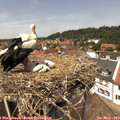 13_25-nest.jpg