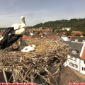 13_30-nest.jpg