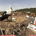 13_35-nest.jpg