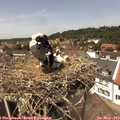 13_40-nest.jpg