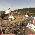 13_50-nest.jpg