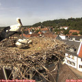 13_55-nest.jpg