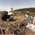 14_00-nest.jpg