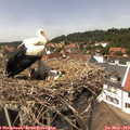 14_05-nest.jpg