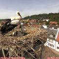 14_15-nest.jpg