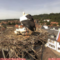 14_20-nest.jpg