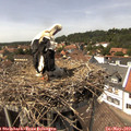 14_25-nest.jpg