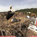 14_30-nest.jpg