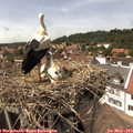 14_35-nest.jpg