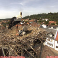 14_40-nest.jpg