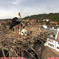 14_45-nest.jpg