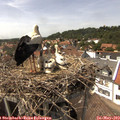 14_50-nest.jpg