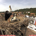 14_55-nest.jpg