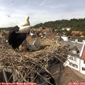 15_00-nest.jpg