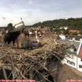 15_05-nest.jpg