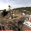 15_10-nest.jpg