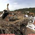 15_20-nest.jpg