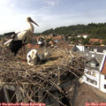 15_25-nest.jpg