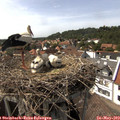 15_30-nest.jpg