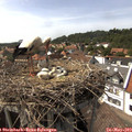 15_35-nest.jpg