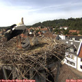 15_45-nest.jpg