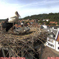 15_50-nest.jpg