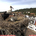 15_55-nest.jpg