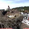 16_00-nest.jpg