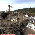 16_05-nest.jpg