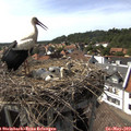 16_10-nest.jpg
